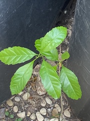 Fraxinus berlandieriana