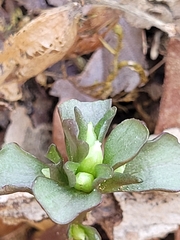 Obolaria virginica