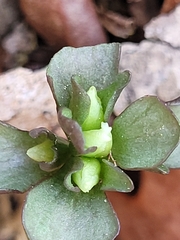 Obolaria virginica