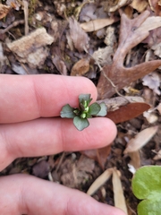 Obolaria virginica