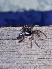 Sumampattus quinqueradiatus