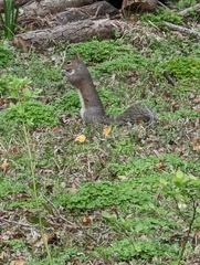 Sciurus carolinensis