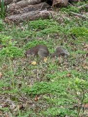 Sciurus carolinensis
