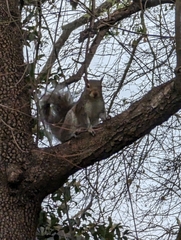 Sciurus carolinensis