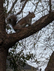 Sciurus carolinensis