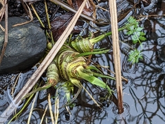 Cicuta virosa