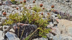 Acaena glabra