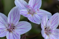 Claytonia virginica