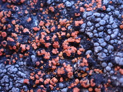 Polycauliona luteominia