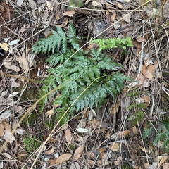 Asplenium onopteris