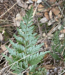 Asplenium onopteris