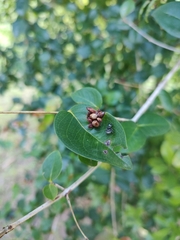 Bryantella