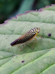 Parathona gratiosa