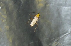 Chauliognathus cinguliventris