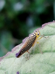 Parathona gratiosa