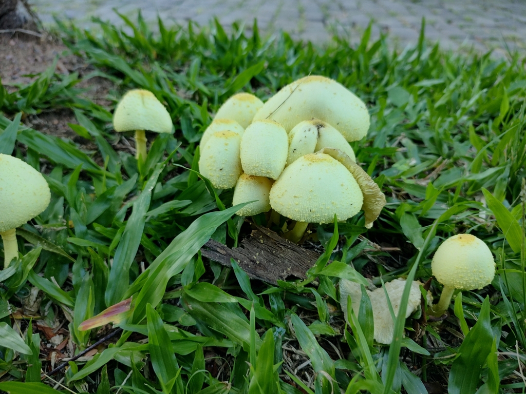 Leucocoprinus birnbaumii · February 2023 · photo: © biologodepracinha (iNaturalist, cc-by)