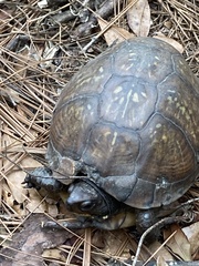 Terrapene carolina major