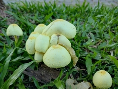 Leucocoprinus birnbaumii