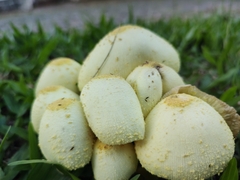 Leucocoprinus birnbaumii