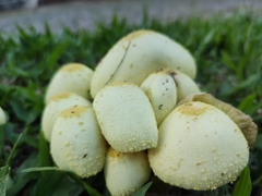 Leucocoprinus birnbaumii
