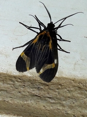 Dycladia