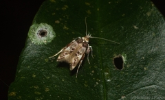 Persicoptila oenosceles