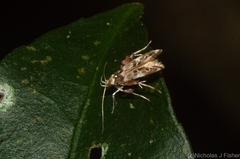 Persicoptila oenosceles