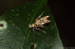 Persicoptila oenosceles
