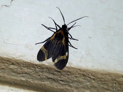Dycladia