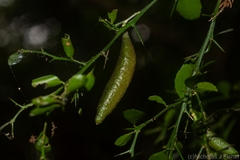 Citrus australasica