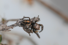 Pellenes tripunctatus