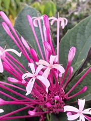 Clerodendrum quadriloculare