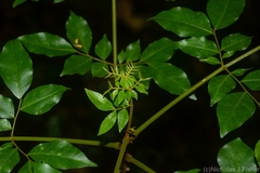Pararchidendron pruinosum