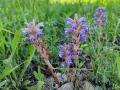 Phelipanche caesia