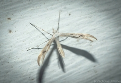 Platyptilia celidotus