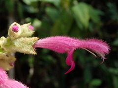 Salvia tortuosa