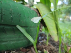 Eurema elathea