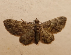 Chloroclystis mniochroa