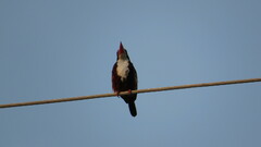 Halcyon smyrnensis