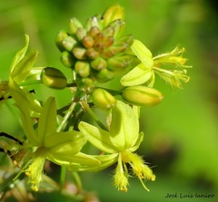 Bulbine frutescens