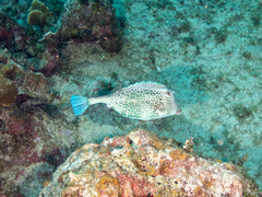 Acanthostracion polygonium