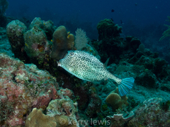 Acanthostracion polygonium