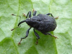 Ceutorhynchus alliariae