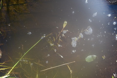 Potamogeton epihydrus