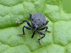 Ceutorhynchus alliariae