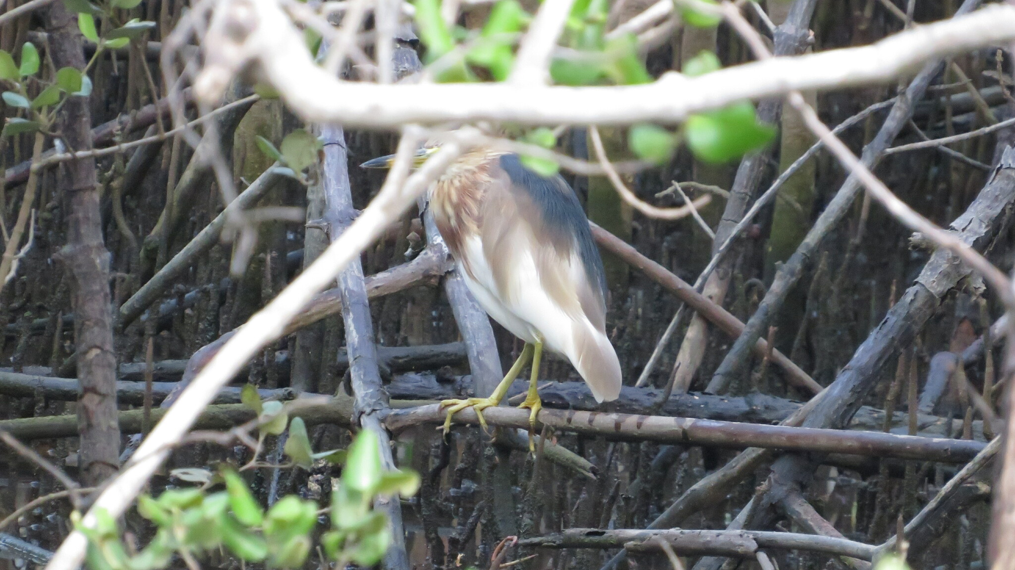 Javan Pond Heron