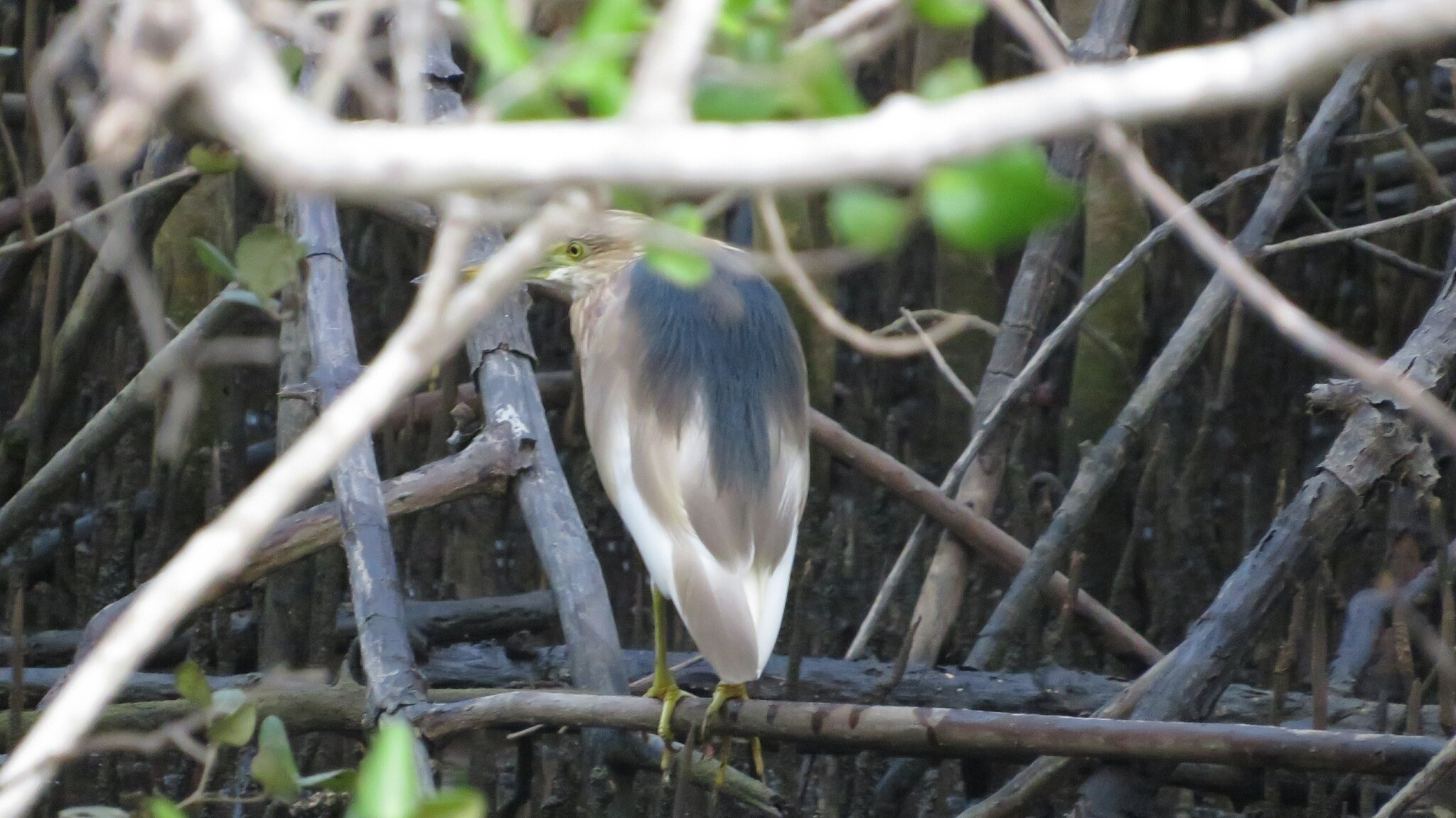 Javan Pond Heron