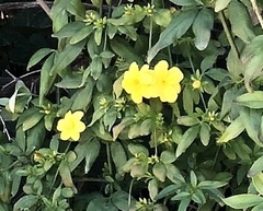 Jasminum mesnyi