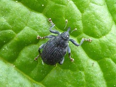 Ceutorhynchus alliariae