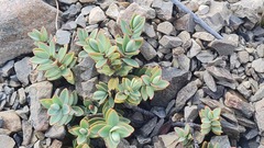 Veronica pinguifolia